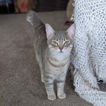 Yeretzi (Bonded with Felipe) -  Domestic Short Hair Cat Available for Adoption in Tucker, Georgia - Yeretzi (Bonded With Felipe) | PetCurious