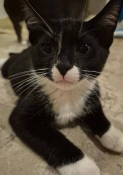 Penguin -  Domestic Short Hair Cat for Adoption in Bellmawr, New Jersey - Penguin | PetCurious