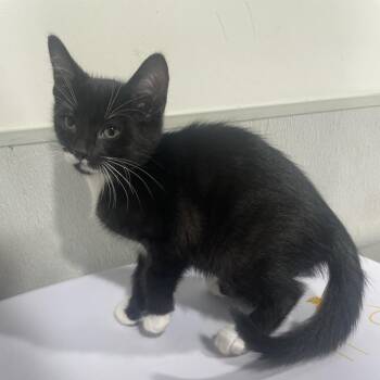 Fancy -  Domestic Short Hair Cat for Adoption in Tampa, Florida - Fancy | PetCurious
