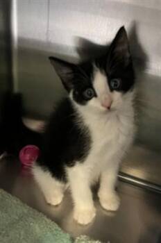 HOOKFANG -  Domestic Short Hair Cat for Adoption in Killeen, Texas - HOOKFANG | PetCurious