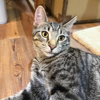 Basil -  Domestic Short Hair Cat for Adoption in Hammond, Indiana - Basil | PetCurious
