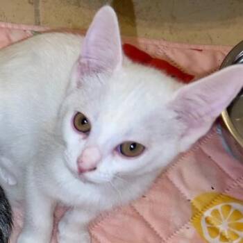 Domestic Short Hair Cats Available for Adoption in Merrifield, Virginia - Mahjong Reyes (Parcheesi Kitten) | PetCurious