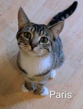Domestic Short Hair Cats Available for Adoption - Pierre | PetCurious