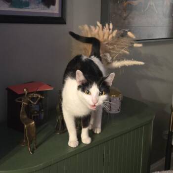 Domestic Short Hair Cats Available for Adoption in Chicago, Illinois - Phoenix | PetCurious
