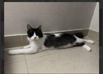 Moony -  Domestic Long Hair and Norwegian Forest Cat Cat Available for Adoption in Randolph, Massachusetts - Moony | PetCurious