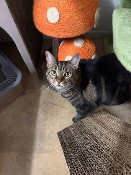 Wilma -  Domestic Short Hair Cat for Adoption in Lancaster, Pennsylvania - Wilma | PetCurious