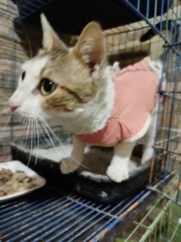 Rescue Egyptian Mau and Bengal Cats for Adoption in Wolcott, Connecticut - Labubu | PetCurious