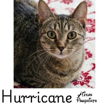 Hurricane -  Tabby Cat for Adoption in Dallas, Texas - Hurricane | PetCurious