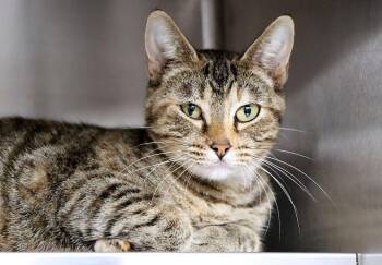 Firefly (AO37827) -  Domestic Short Hair Cat for Adoption in Kansas City, Kansas - Firefly (AO37827) | PetCurious