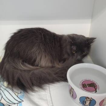 Dragon -  Domestic Long Hair Cat for Adoption in Greensboro, North Carolina - Dragon | PetCurious