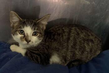 Rescue Domestic Short Hair and Tabby Cats for Adoption in Petersburg, Illinois - Quinn | PetCurious