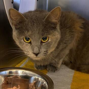 Domestic Short Hair Cats Available for Adoption - Nellie | PetCurious