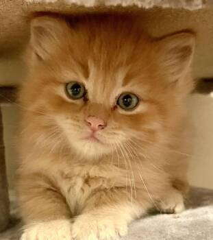Oliver -  Domestic Medium Hair and Tabby Cat for Adoption in Libby, Montana - Oliver | PetCurious