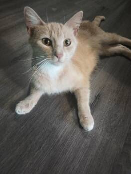 Ariel T -  Domestic Short Hair Cat for Adoption in Ogden, Utah - Ariel T | PetCurious