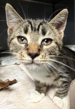 Domestic Short Hair Cats Available for Adoption - Mimzy | PetCurious