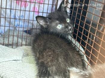 Domestic Medium Hair Cats Available for Adoption in Ocala, Florida - SPARROW | PetCurious