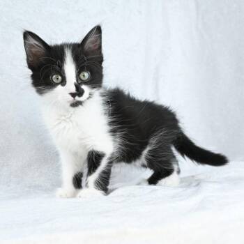 Sylvester -  Domestic Medium Hair Cat for Adoption in Mobile, Alabama - Sylvester | PetCurious