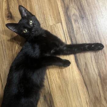 Augustine -  Domestic Short Hair Cat for Adoption in Stanton, Kentucky - Augustine | PetCurious