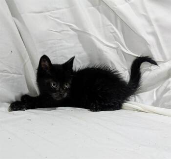 SEAS -  Domestic Short Hair Cat for Adoption in Camarillo, California - SEAS | PetCurious