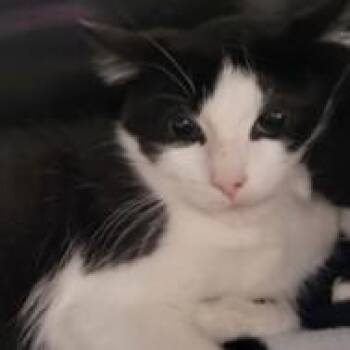 Rescue Domestic Short Hair Cats for Adoption in Phoenixville, Pennsylvania - Kenny | PetCurious