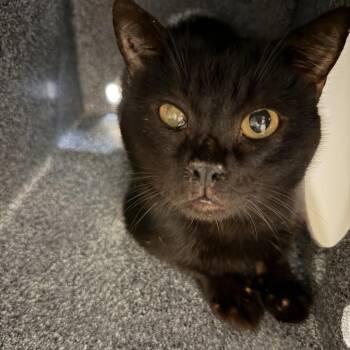 Domestic Short Hair Cats Available for Adoption - Back Bend (4) | PetCurious