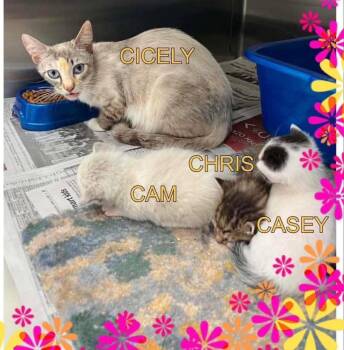 Cicely -  Domestic Short Hair Cat for Adoption in Dalton, Georgia - Cicely | PetCurious