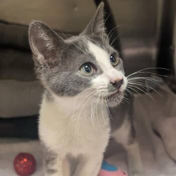 Felix -  Domestic Short Hair Cat for Adoption in Sonoma, California - Felix | PetCurious