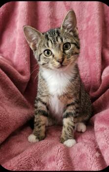 Tabitha -  Domestic Short Hair Cat for Adoption in East Brunswick, New Jersey - Tabitha | PetCurious