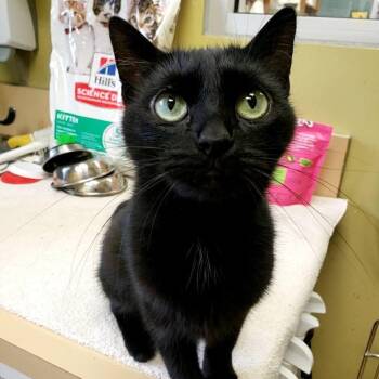 Rescue Domestic Short Hair Cats for Adoption in Wheeling, Illinois - Onyx | PetCurious