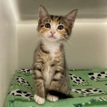 Ericka -  Domestic Short Hair Cat for Adoption in Wheaton, Illinois - Ericka | PetCurious