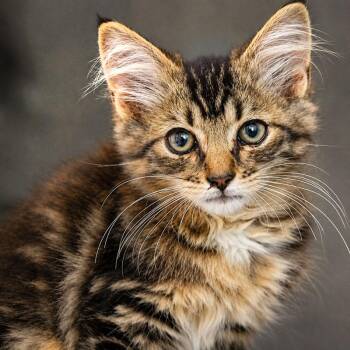 Tink -  Domestic Medium Hair Cat for Adoption in Monroe, Georgia - Tink | PetCurious