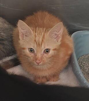 Allen Kitten 2(Abalone) -  Domestic Short Hair Cat for Adoption in Mocksville, North Carolina - Allen Kitten 2(Abalone) | PetCurious