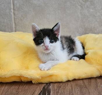 Rescue Calico Cats for Adoption in San Jacinto, California - Sonora | PetCurious