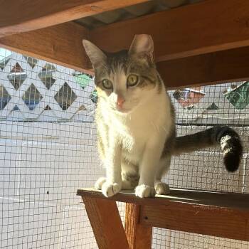 Domestic Short Hair Cats Available for Adoption in Long Beach, California - ROARING ROCKET | PetCurious