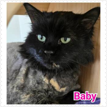 Domestic Long Hair Cats Available for Adoption in North Saint Paul, Minnesota - Baby | PetCurious