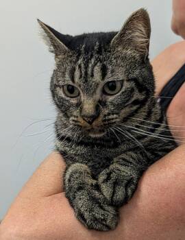 Domestic Short Hair Cats Available for Adoption in Monrovia, California - Nexxis | PetCurious