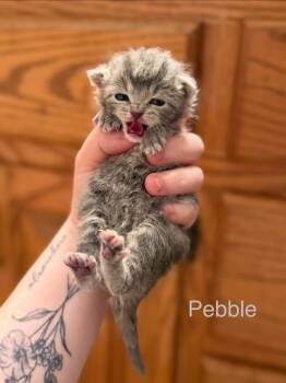 Pebble -  Domestic Short Hair Cat for Adoption in Johnson City, Tennessee - Pebble | PetCurious