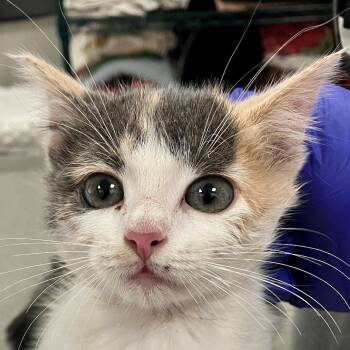 112524 -  Domestic Short Hair Cat for Adoption in Las Cruces, New Mexico - 112524 | PetCurious