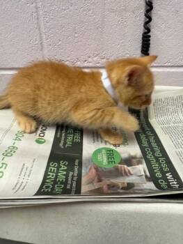 CREAMSICLE -  Domestic Short Hair Cat for Adoption in Jacksonville, Florida - CREAMSICLE | PetCurious