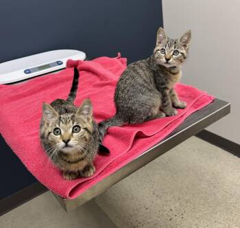 Charlie & Boa -  Domestic Short Hair Cat for Adoption in Emeryville, California - Charlie & Boa | PetCurious