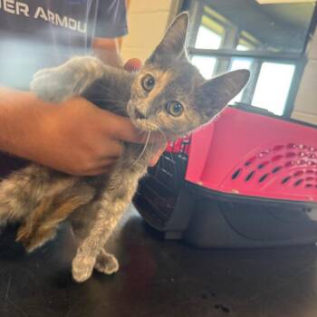Dolly -  Domestic Short Hair Cat for Adoption in Ponca City, Oklahoma - Dolly | PetCurious