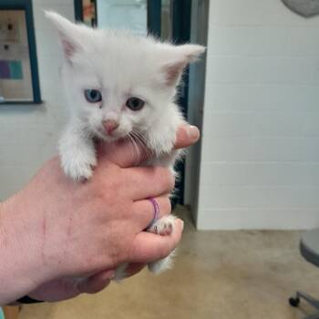 Domestic Short Hair Cats Available for Adoption in Jasper, Indiana - Phineas | PetCurious