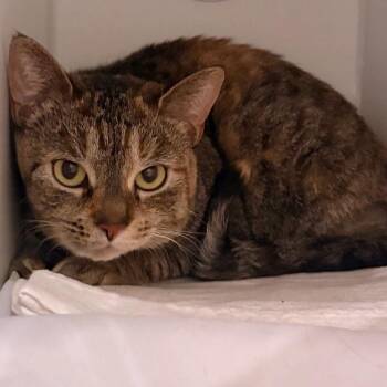 Sylvie -  Domestic Short Hair Cat for Adoption in South Burlington, Vermont - Sylvie | PetCurious