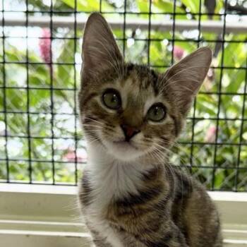 Minnie -  Domestic Short Hair Cat for Adoption in Honolulu, Hawaii - Minnie | PetCurious