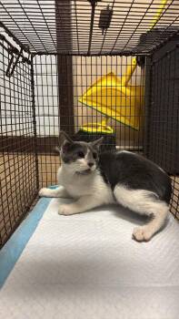 Carrillo  Feral 1 -  Domestic Short Hair Cat for Adoption in New Braunfels, Texas - Carrillo  Feral 1 | PetCurious