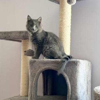 Domestic Long Hair Cats Available for Adoption in Brockton, Massachusetts - Grilled Cheese | PetCurious