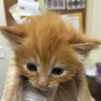 Marmalade -  Domestic Short Hair Cat for Adoption in Charleston, South Carolina - Marmalade | PetCurious