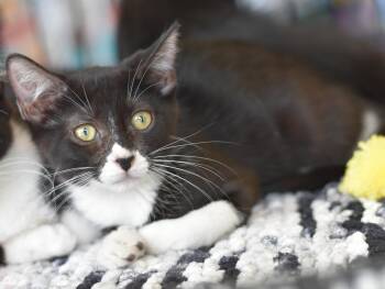 Bunny -  Domestic Medium Hair Cat for Adoption in Montgomery, Texas - Bunny | PetCurious