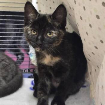 Suzi -  Domestic Short Hair Cat for Adoption in Prince Frederick, Maryland - Suzi | PetCurious