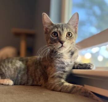 Roseville -  Domestic Short Hair Cat for Adoption in Lincoln, California - Roseville | PetCurious